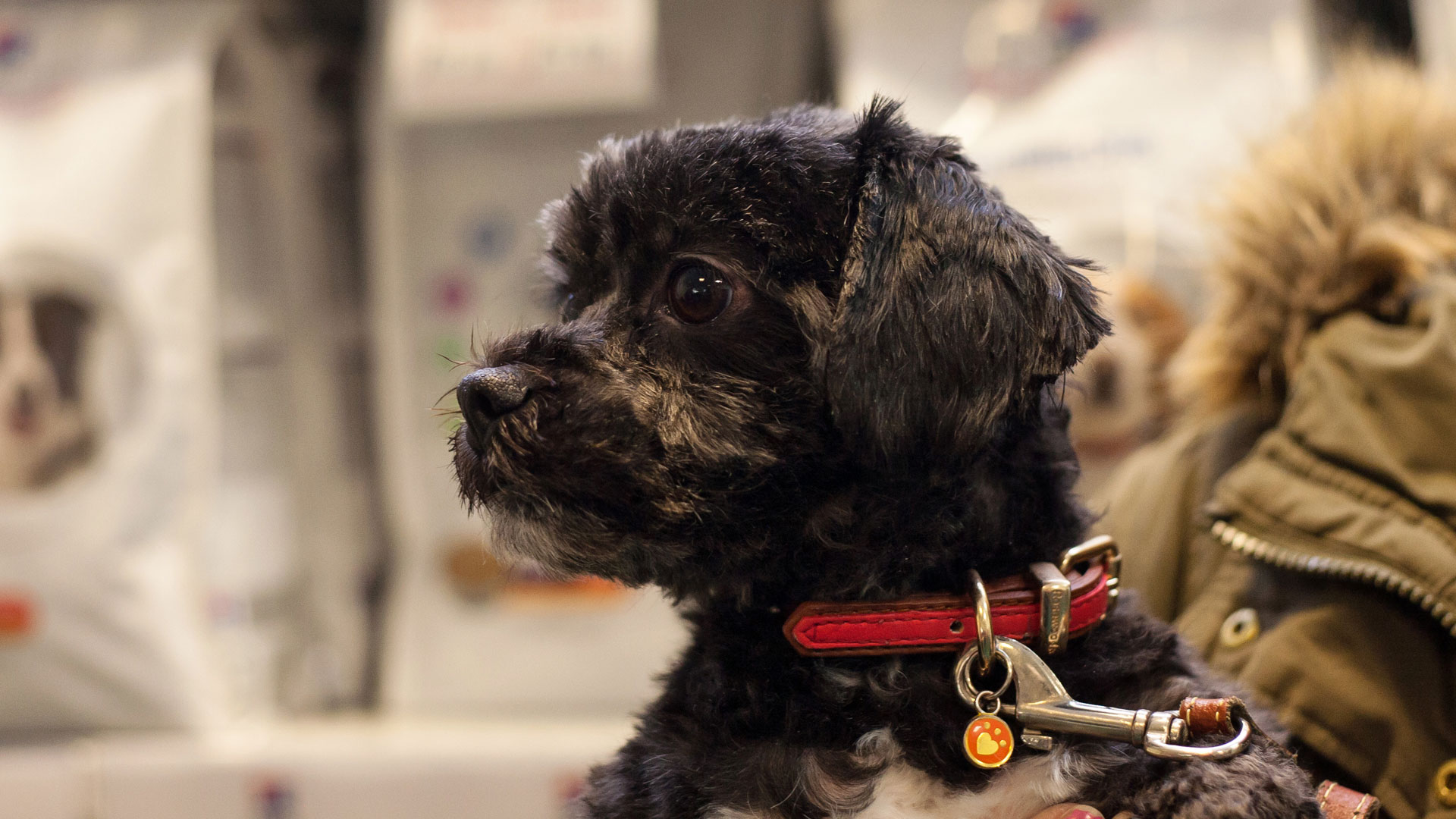Dog Grooming Salon in Chester Le Street, Durham Abbey Vets