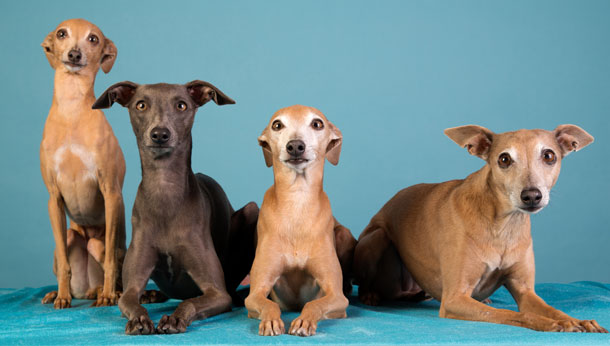 Free Dog Neutering Vouchers Manchester Free Dog Neutering Vouchers Manchester