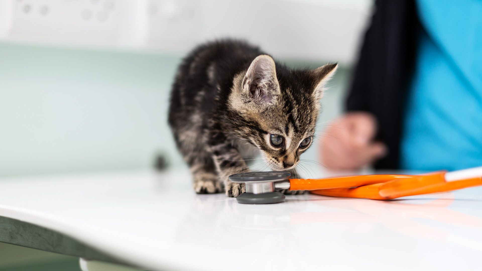 Cat Care Beeches Veterinary Centre Vets In Melksham We Care