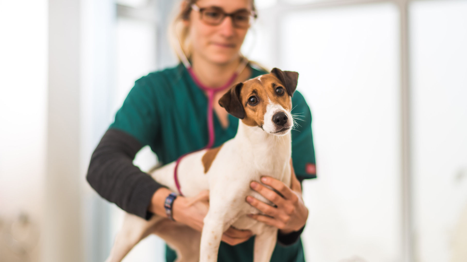 Haughley & Thurston Local vets in Bury St Edmunds Haughley Vets