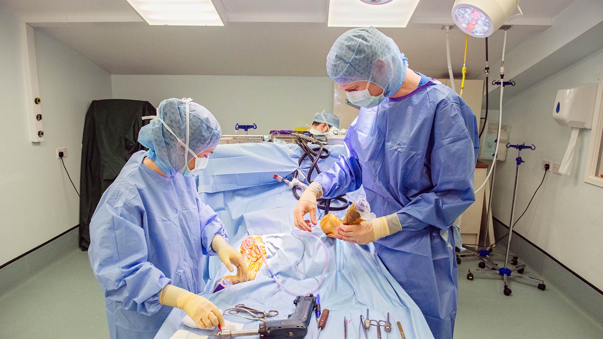 Vet Internships in Hampshire SCVS Jobs SCVS